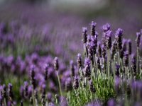 LU-2018-galeria-004 : lavanda, mineral de pozos, sylvia