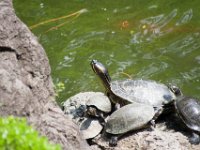 LU-2012-jardin japones-003