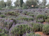 LU-2018-lavanda-001 : lavanda, mineral de pozos, sylvia