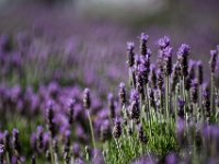 Lavander Farms of Pozos