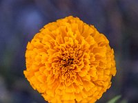 LU 2023-013 : flores, naturaleza